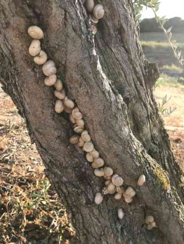 A bunch of little snails on a tree trunk, in S.W.France.